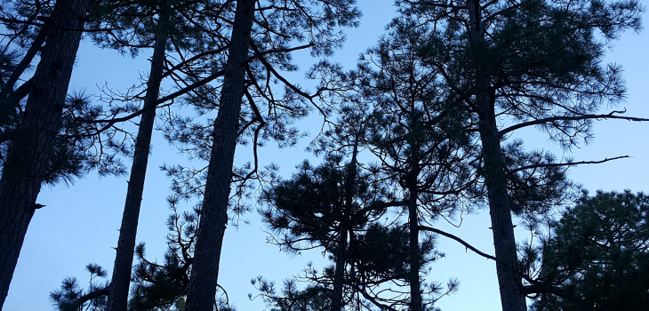 Forest Look Up Sky Through the Trees Ponderosa Pine Trees Blue Sky Tree Silhouette sparklewithsara